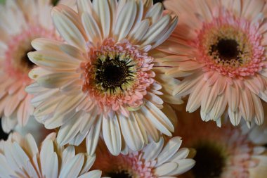 Güzel turuncu Gerbera çiçekleri, yaklaşın.