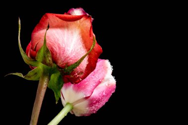 Gül ve lale çiçekleri siyah arka planda kapanıyor 