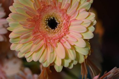 Güzel turuncu Gerbera çiçekleri, yaklaşın.