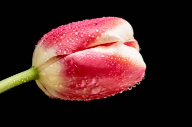 Siyah arka planda pembe lale çiçeğini kapat.