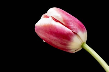 Siyah arka planda pembe lale çiçeğini kapat.