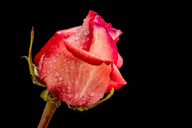 Koyu arkaplanda güzel bir gül çiçeği                        