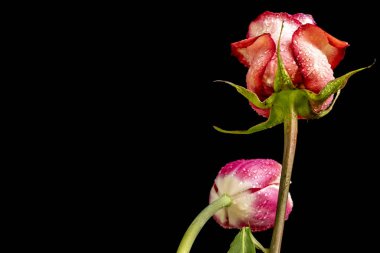 Gül ve lale çiçekleri siyah arka planda kapanıyor 