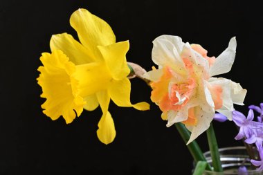 Güzel turuncu Gerbera çiçekleri, yaklaşın.