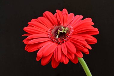 Siyah arka plan üzerine izole güzel gerbera çiçek