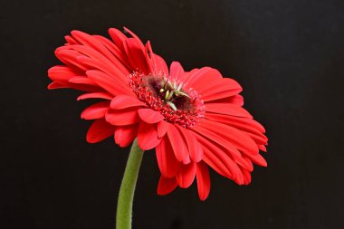 Siyah arka plan üzerine izole güzel gerbera çiçek