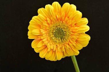 Siyah arka plan üzerine izole güzel gerbera çiçek