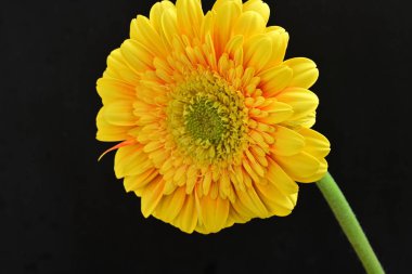 Siyah arka plan üzerine izole güzel gerbera çiçek