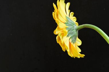 Siyah arka plan üzerine izole güzel gerbera çiçek