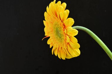 Siyah arka plan üzerine izole güzel gerbera çiçek