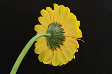 Siyah arka plan üzerine izole güzel gerbera çiçek