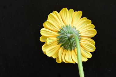 Siyah arka plan üzerine izole güzel gerbera çiçek