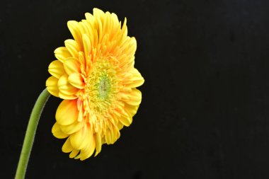 Siyah arka plan üzerine izole güzel gerbera çiçek