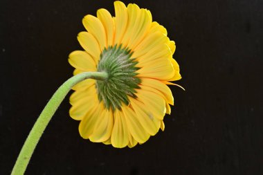 Siyah arka plan üzerine izole güzel gerbera çiçek