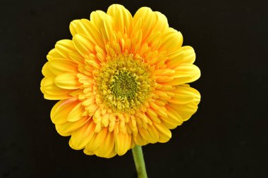 Siyah arka plan üzerine izole güzel gerbera çiçek