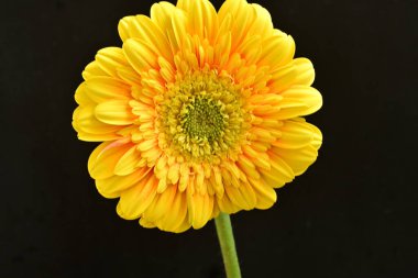 Siyah arka plan üzerine izole güzel gerbera çiçek