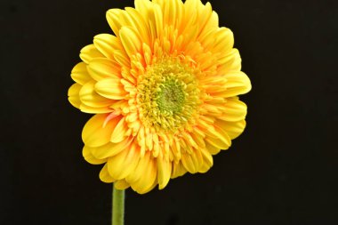 Siyah arka plan üzerine izole güzel gerbera çiçek