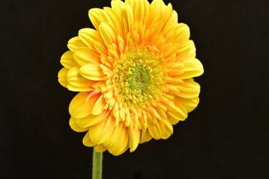 Siyah arka plan üzerine izole güzel gerbera çiçek