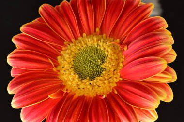 Siyah arka plan üzerine izole güzel gerbera çiçek