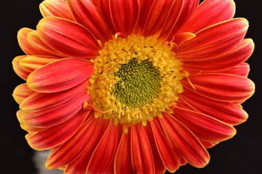 Siyah arka plan üzerine izole güzel gerbera çiçek