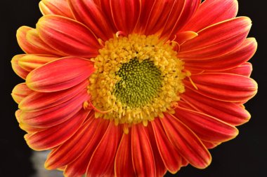 Siyah arka plan üzerine izole güzel gerbera çiçek