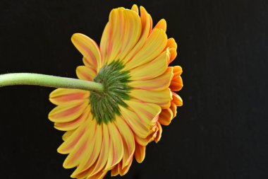 Siyah arka plan üzerine izole güzel gerbera çiçek