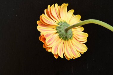 Siyah arka plan üzerine izole güzel gerbera çiçek