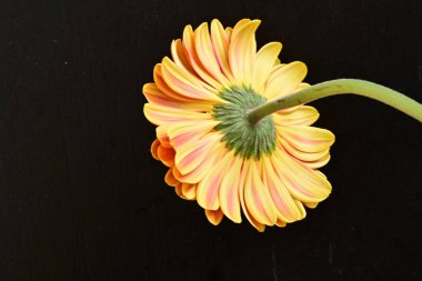 Siyah arka plan üzerine izole güzel gerbera çiçek