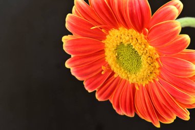 Siyah arka plan üzerine izole güzel gerbera çiçek