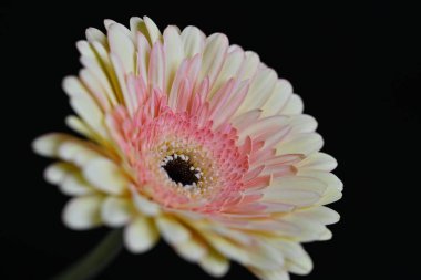 Siyah arka plan üzerine izole güzel gerbera çiçek