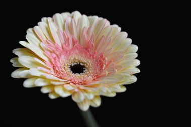 Siyah arka plan üzerine izole güzel gerbera çiçek