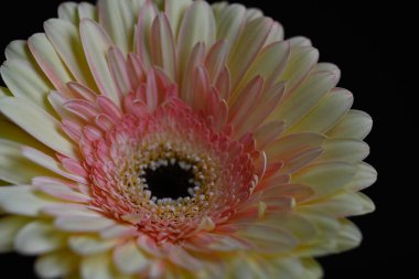 Siyah arka plan üzerine izole güzel gerbera çiçek