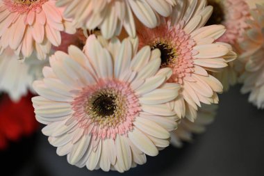 Güzel turuncu Gerbera çiçekleri, yaklaşın.