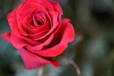 Bahçede kırmızı gül çiçeği 