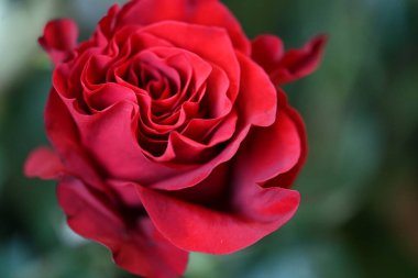 Bahçede kırmızı gül çiçeği 