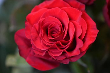 Bahçede kırmızı gül çiçeği 