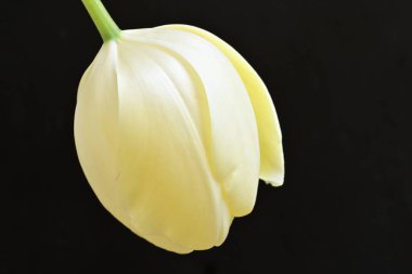 Karanlık arka planda güzel lale çiçeği, bahar mevsimi konsepti