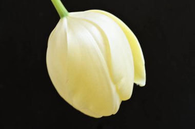 Karanlık arka planda güzel lale çiçeği, bahar mevsimi konsepti