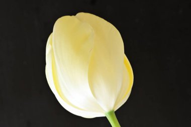 Karanlık arka planda güzel lale çiçeği, bahar mevsimi konsepti