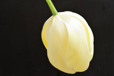 Karanlık arka planda güzel lale çiçeği, bahar mevsimi konsepti