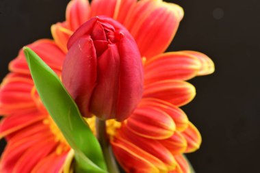 Gerbera ve lale çiçekleri siyah arkaplanı kapatır 