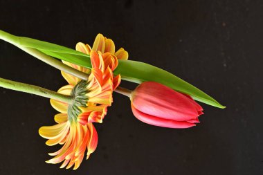 Gerbera ve lale çiçekleri siyah arkaplanı kapatır 