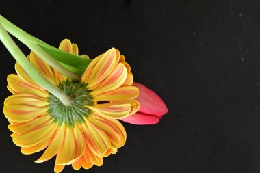 Gerbera ve lale çiçekleri siyah arkaplanı kapatır 
