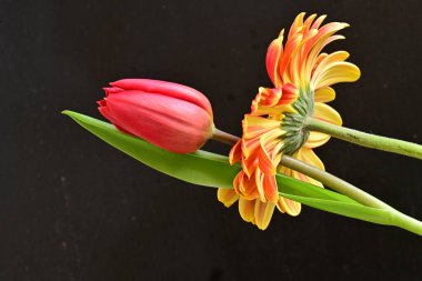 Gerbera ve lale çiçekleri siyah arkaplanı kapatır 