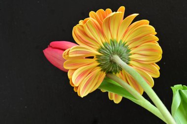 Gerbera ve lale çiçekleri siyah arkaplanı kapatır 