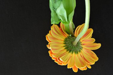 Gerbera ve lale çiçekleri siyah arkaplanı kapatır 