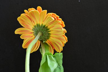 Gerbera ve lale çiçekleri siyah arkaplanı kapatır 