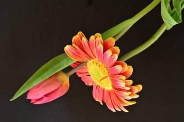 Gerbera ve lale çiçekleri siyah arkaplanı kapatır 