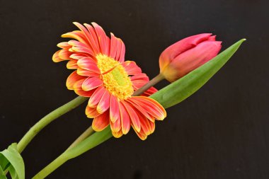 Gerbera ve lale çiçekleri siyah arkaplanı kapatır 