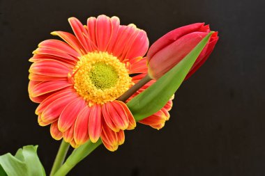 Gerbera ve lale çiçekleri siyah arkaplanı kapatır 